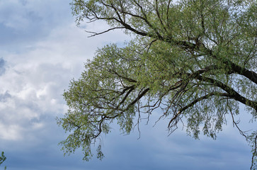 trees in the sky with clouds