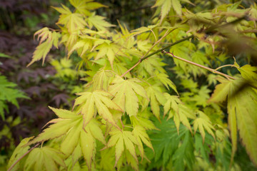 Acer palmatum in the garden