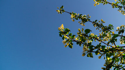Springtime. Flowering buds. Branches of a blossoming white apple tree with green leaves, lit by the rays of the sun against a blue sky. Selective focus.