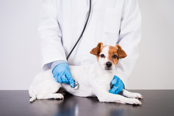 veterinarian man working on clinic with cute small jack russell dog. Wearing protective gloves and...