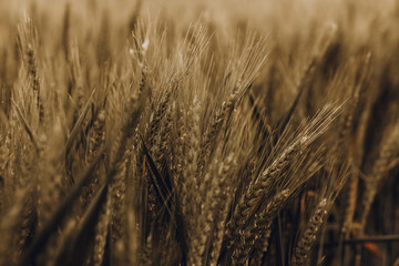 Ears of golden wheat close up. Ripening ears of wheat field background. Rich harvest Concept.