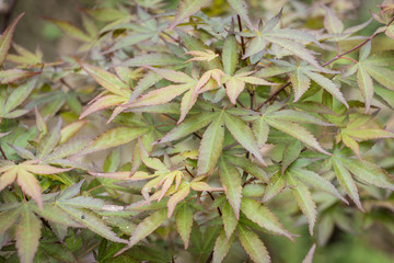 Acer palmatum in the garden