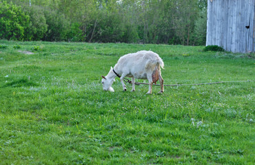 white goat grazes in the meadow