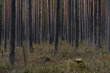 Swampland in sacred forest.