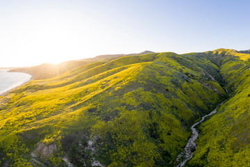 Idyllic California Hillsides Filled with Wildflowers at Sunset Aerial