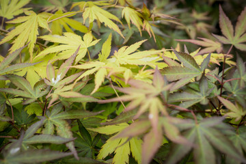Acer palmatum in the garden