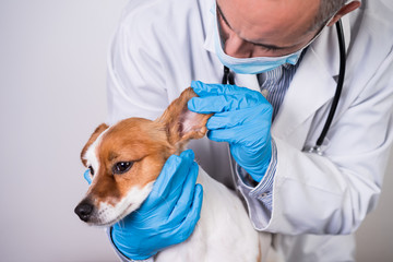 veterinarian man working on clinic with cute small jack russell dog. Wearing protective gloves and mask during quarantine. Doctor checking teeth. Pets healthcare