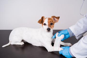 veterinarian man working on clinic with cute small jack russell dog. Wearing protective gloves and mask during quarantine. Doctor doing bandage on paws. Pets healthcare