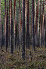 Swampland in sacred forest.