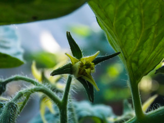 Organic cherry tomato flower Close-up