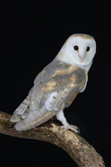 Barn Owl 1
