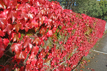 Virginia creeper on a wall in autumn