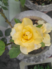 yellow rose in the garden