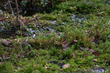Fototapeta premium Close up of green moss on swampy woodland.