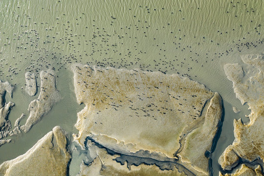 Hundreds of Bird Dot Marsh Land looking for lunch in the SF Bay