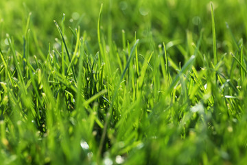 Lush green grass outdoors on sunny day, closeup