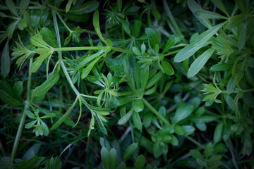 Natural green grass background, fresh lawn top view. Closeup photo shoots of various green grass for graphic work.