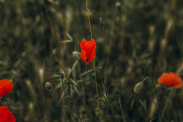wild poppy flowers with green grass