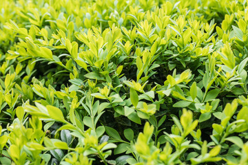 Obraz premium Buxus sempervirens, evergreen boxwood, pruned shrub in ornamental gardens