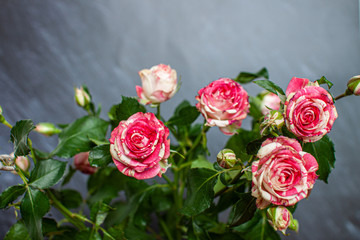Little roses on a grey wall