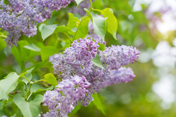 Naklejka na ściany i meble blooming lilac with an intense scent