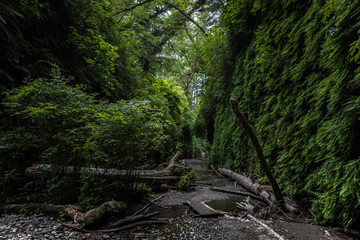 Fern Green Canyon Dark Lush