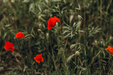wild poppy flowers with green grass