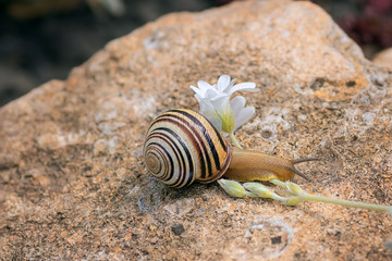 A small snail crawls over the stone, which is near the pond