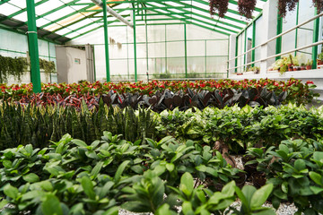 Abstract floral background. Beautiful colorful flowers in a flower shop