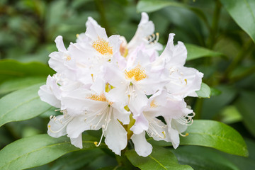large white-pink flower of Rhododendron in a Japanese garden