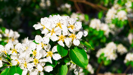 Bright white pear flowers with green leaves on the branches, lit by a warm ray of the sun. Springtime. Blooming of the kidneys. Selective focus.