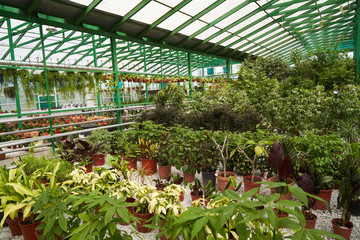 Abstract floral background. Beautiful colorful flowers in a flower shop