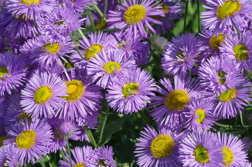 Blooming Erigeron flowers close up