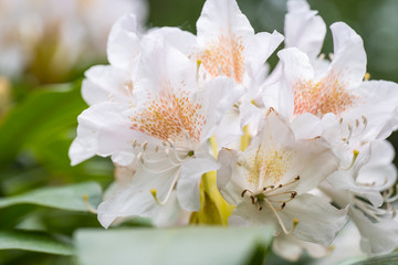 large white-pink flower of Rhododendron in a Japanese garden