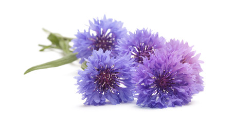 Blue (violet) cornflower on white horizontal background.