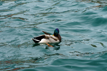 Male duck cleaning its feathers while swimming in the lake