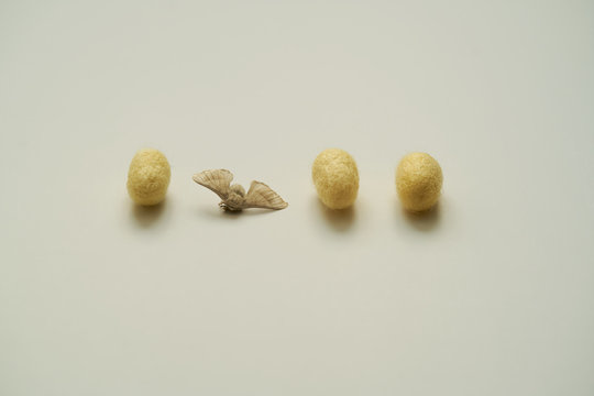 Three silkworm cocoons and a butterfly in a row