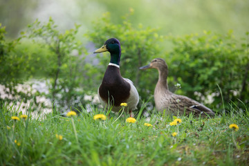 Drake and duck on green grass. Summer and spring time.