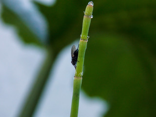 musca domestica houselfy close-up
