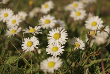 white daisies bloom in the meadow