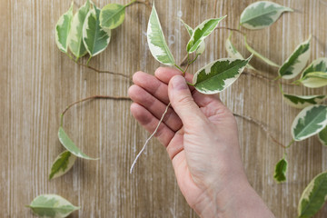 Top view of woman hand holding ficus cutting powdered by special powder rootin for making root on the wooden background