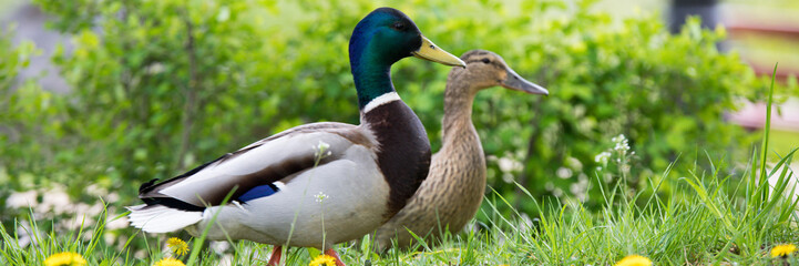Drake and duck on green grass. Summer and spring time.