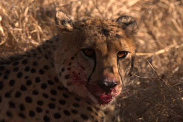 cheetah with its freshly caught kill