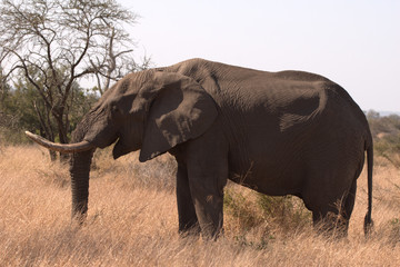 Fototapeta na wymiar Beautiful Elephant Bull while on Safari 