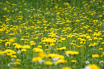 Obraz premium blooming dandelion in the meadow