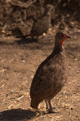 Spurfowl looking for something to eat