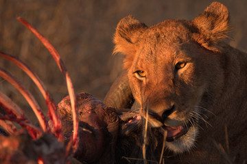 Lioness with her kill while on Safari