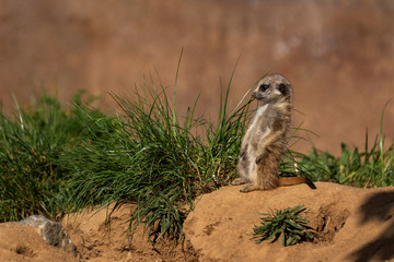 Naklejka na ściany i meble Meerkat - Suricata suricatta - a young meerkat sitting in a bend on the ground and watching what is happening.