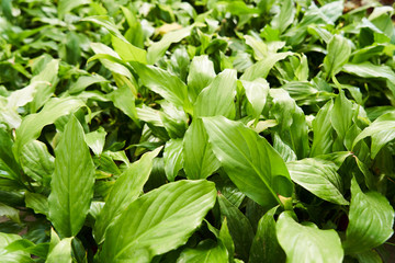 Abstract floral background. Beautiful colorful flowers in a flower shop