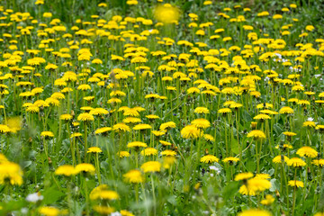 Fototapeta premium blooming dandelion in the meadow